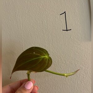 Philodendron Mican cuttings